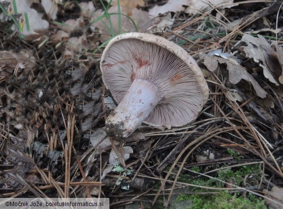 Lactarius sanguifluus