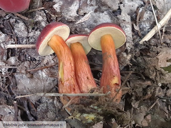 Hortiboletus rubellus