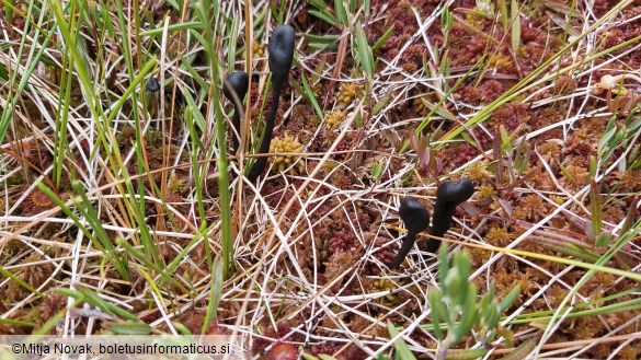 Geoglossum glabrum