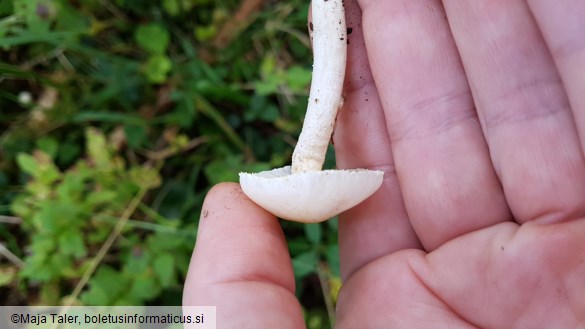 Hygrophorus chrysodon