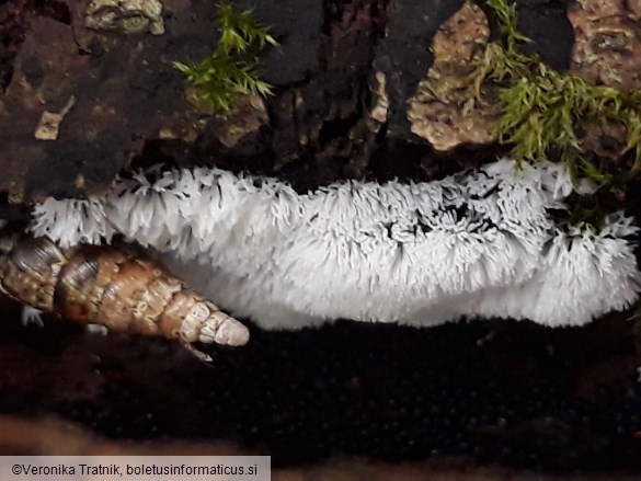 Ceratiomyxa fruticulosa