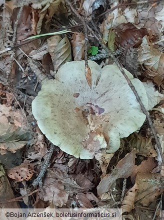 Lactarius blennius