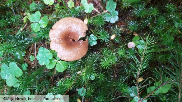 Lactarius lignyotus