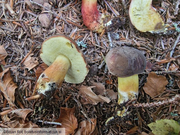 Xerocomellus pruinatus