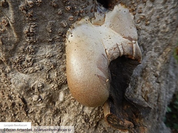 Lycogala flavofuscum