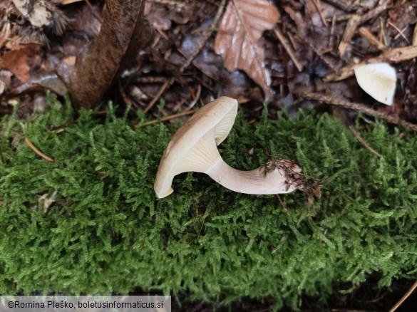 Ampulloclitocybe clavipes