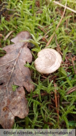 Rhizocybe pruinosa