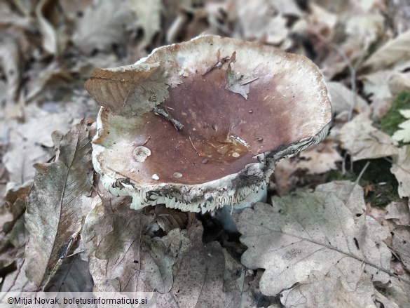 Russula adusta