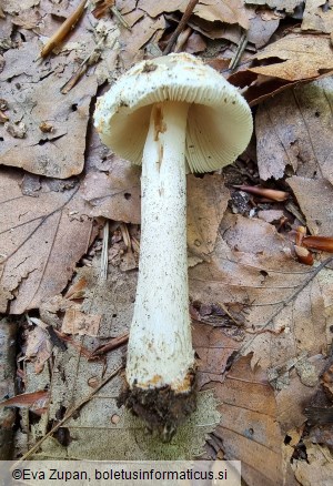 Amanita griseofulva