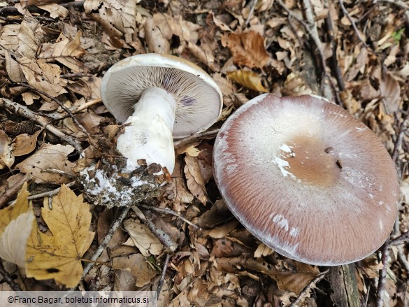 Cortinarius praestans