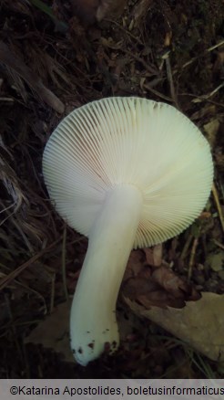 Russula heterophylla