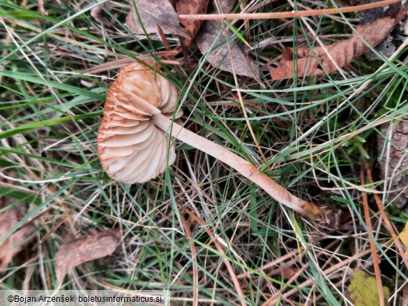 Marasmius oreades