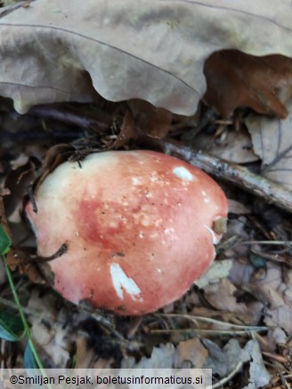 Russula rosea