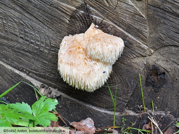 Hericium erinaceus