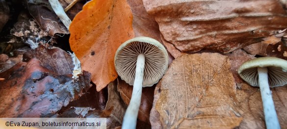 Psilocybe serbica