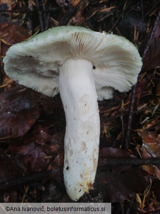 Russula virescens