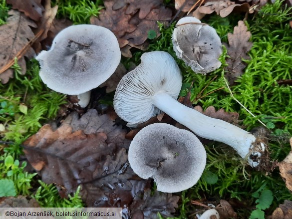 Tricholoma terreum