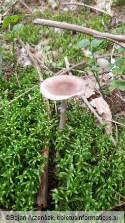 Amanita porphyria