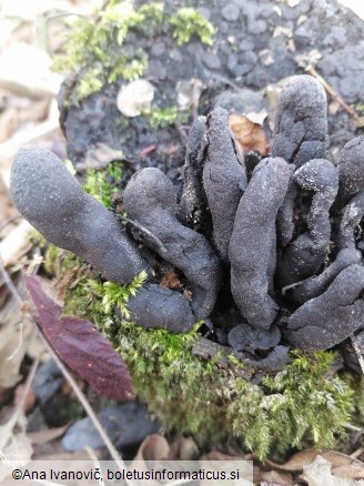 Xylaria polymorpha