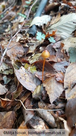 Mycena crocata