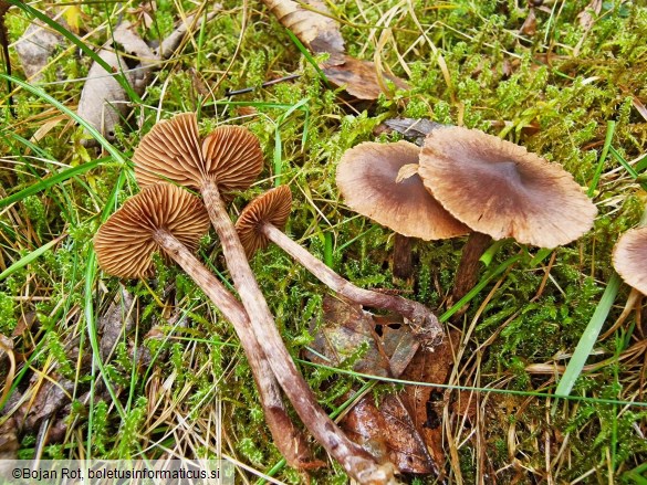 Cortinarius umbrinolens