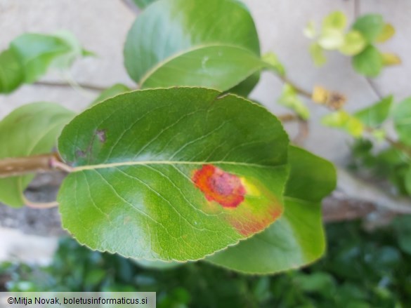 Gymnosporangium sabinae