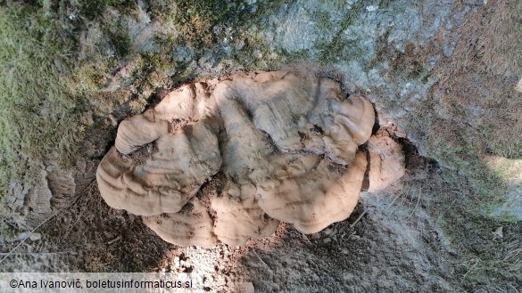 Ganoderma applanatum