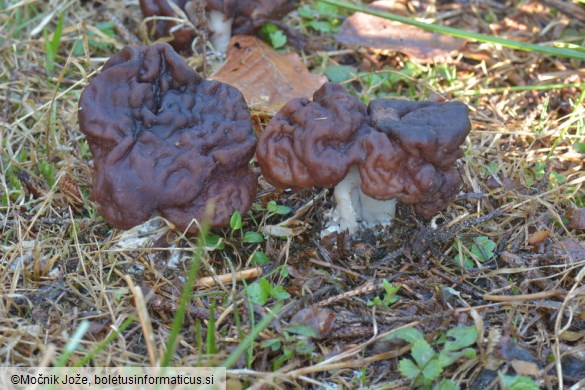 Gyromitra esculenta