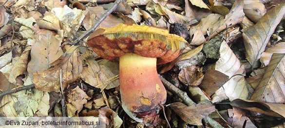 Neoboletus xanthopus