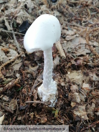 Amanita virosa