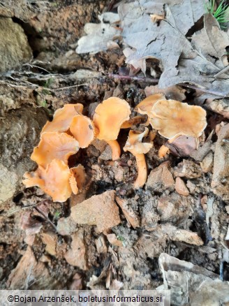 Cantharellus friesii