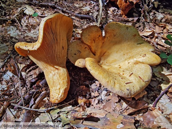 Lactarius intermedius