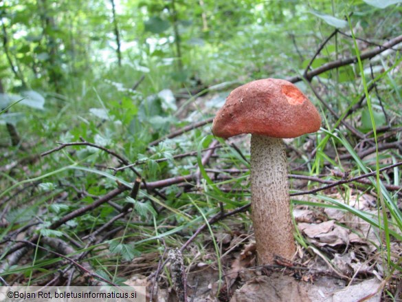 Leccinum aurantiacum