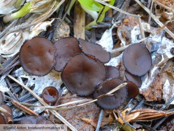 Pseudombrophila guldeniae