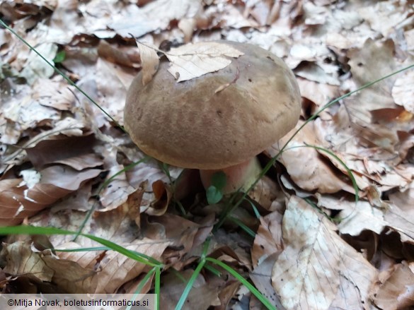 Neoboletus xanthopus