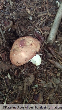 Russula integra