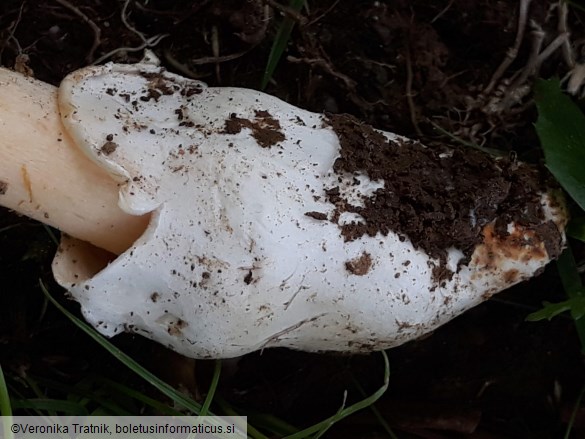 Amanita crocea