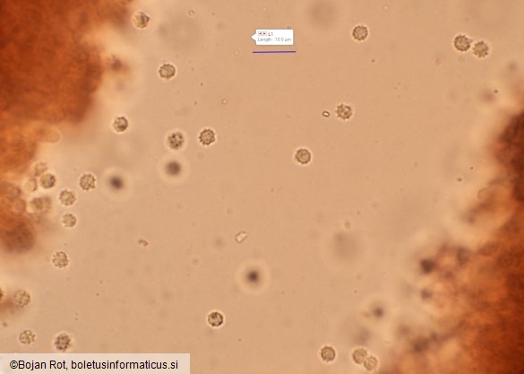 Phellodon melaleucus