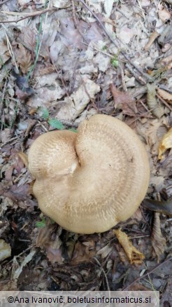 Paxillus involutus