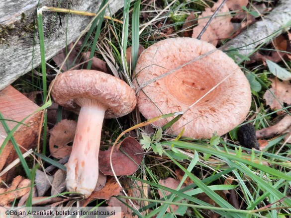 Lactarius torminosus