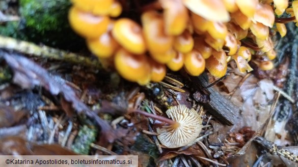 Xeromphalina campanella