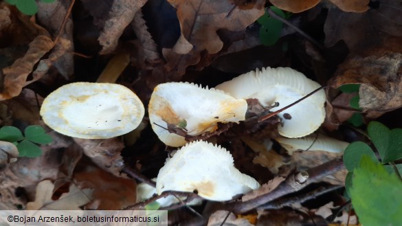 Hygrophorus chrysodon