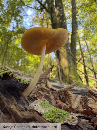 Pluteus leoninus