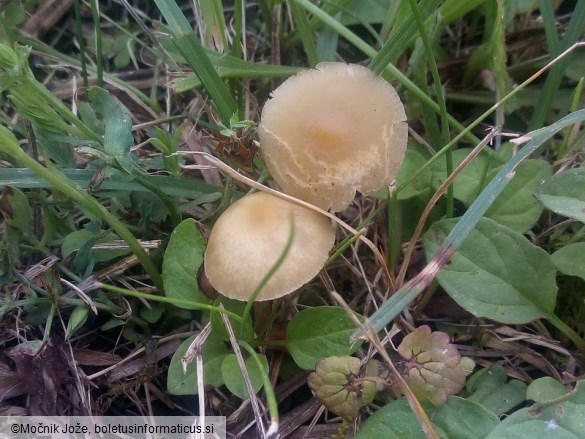 Agrocybe paludosa