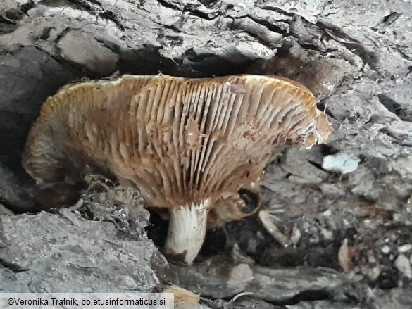 Cyclocybe cylindracea