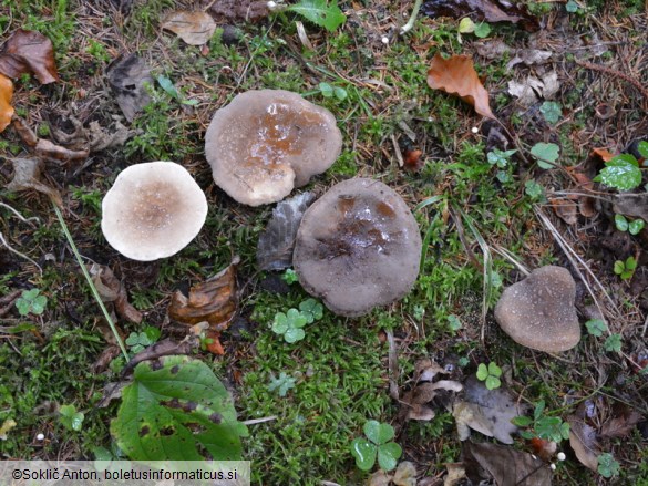 Lactarius fuliginosus