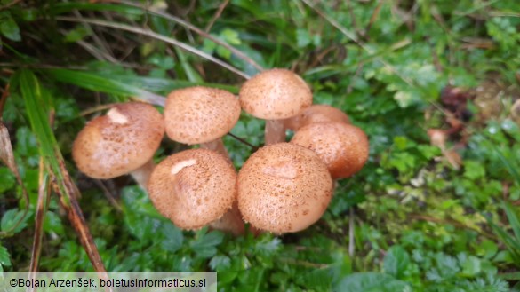 Armillaria ostoyae