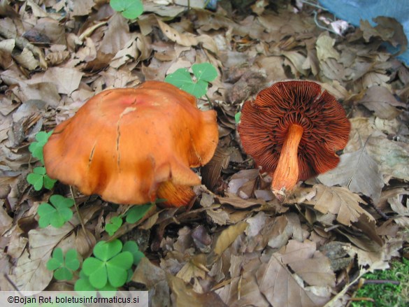 Cortinarius cinnabarinus