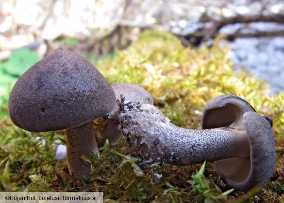 Lentinus substrictus