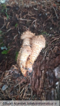 Pholiota squarrosa